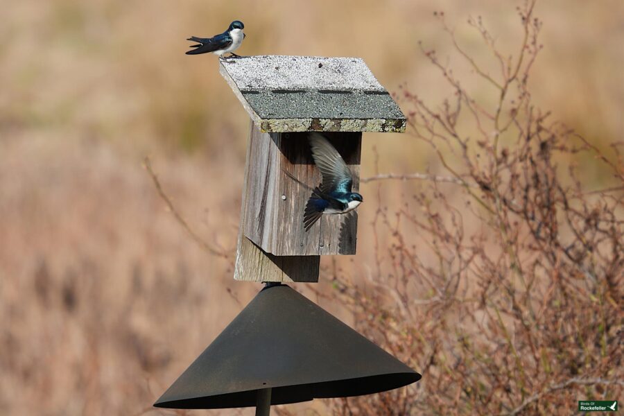 Two birds, one perched on a birdhouse and another in mid-flight nearby.