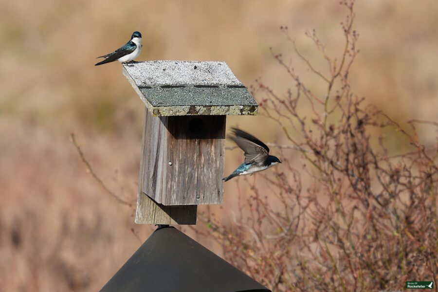 Two swallows near a wooden birdhouse, one perched on the roof and the other in flight.