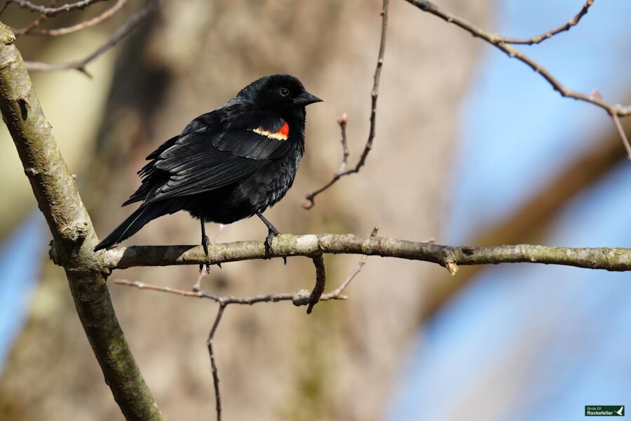 A red-winged blackbird perched on a bare tree branch.