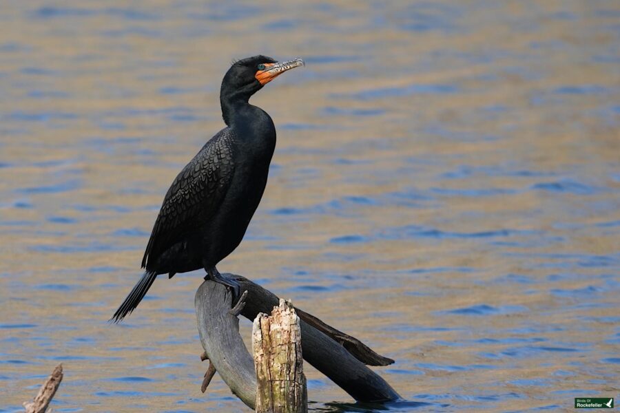 A cormorant perched on wood with a fish in its beak by the water.