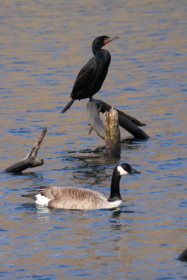 Cormorant perched on a wooden post with a canada goose swimming in the foreground.