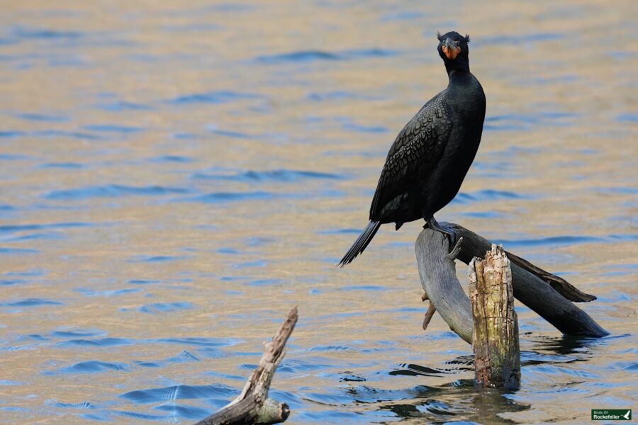 A black cormorant perched on a wooden stump above water.