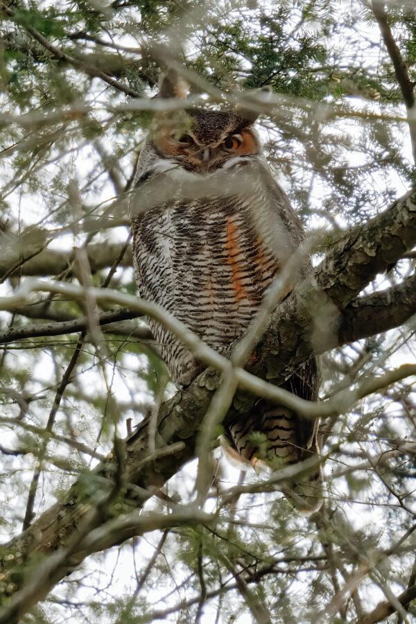 An owl perched on a branch among dense foliage, blending into its surroundings.