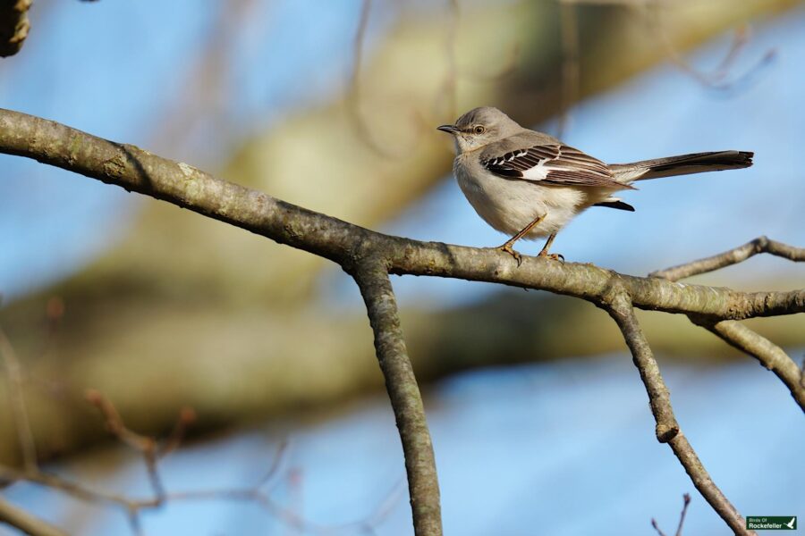 A small bird perched on a tree branch against a blue sky background.