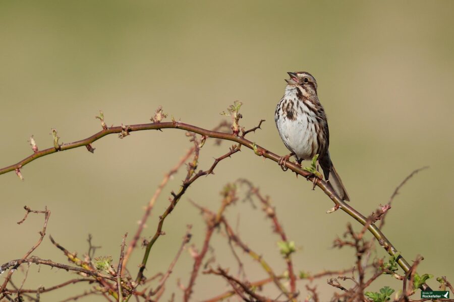 A songbird perched on a thorny branch against a soft green background.