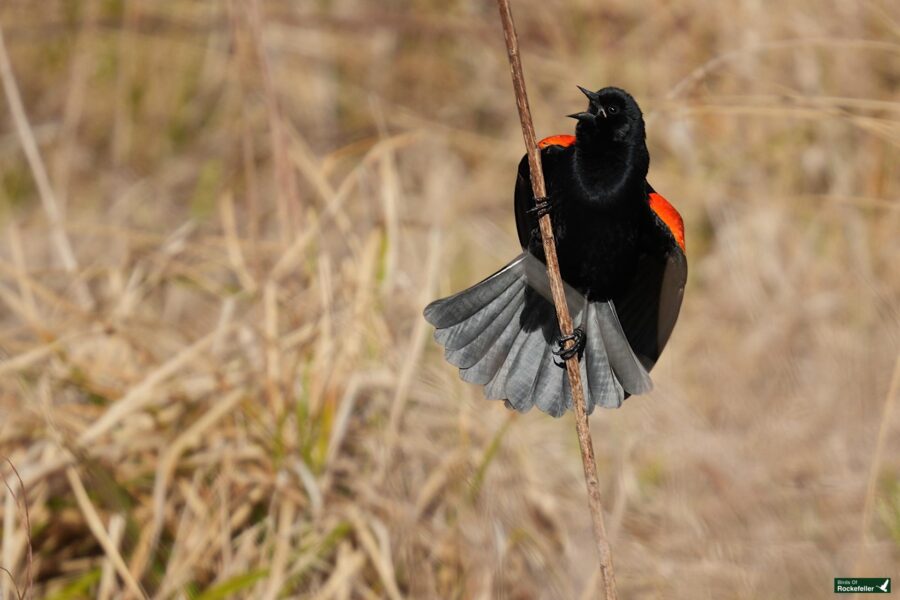 A red-winged blackbird perched on a reed, vocalizing with wings partially spread.