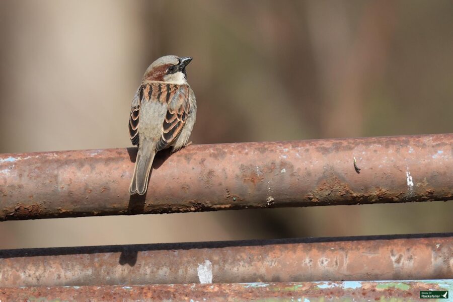 A sparrow perched on a rusty metal bar with a blurred natural background.