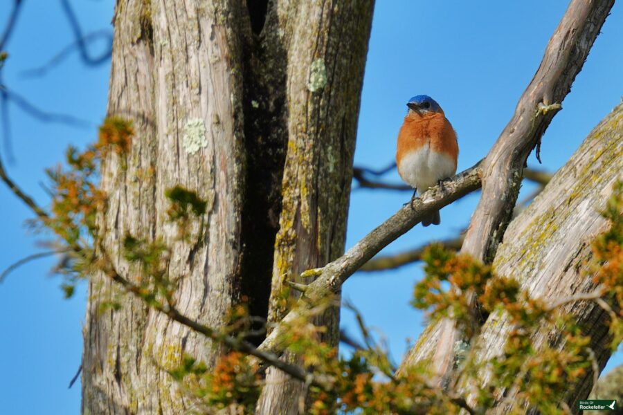 An eastern bluebird perched on a tree branch against a clear blue sky.