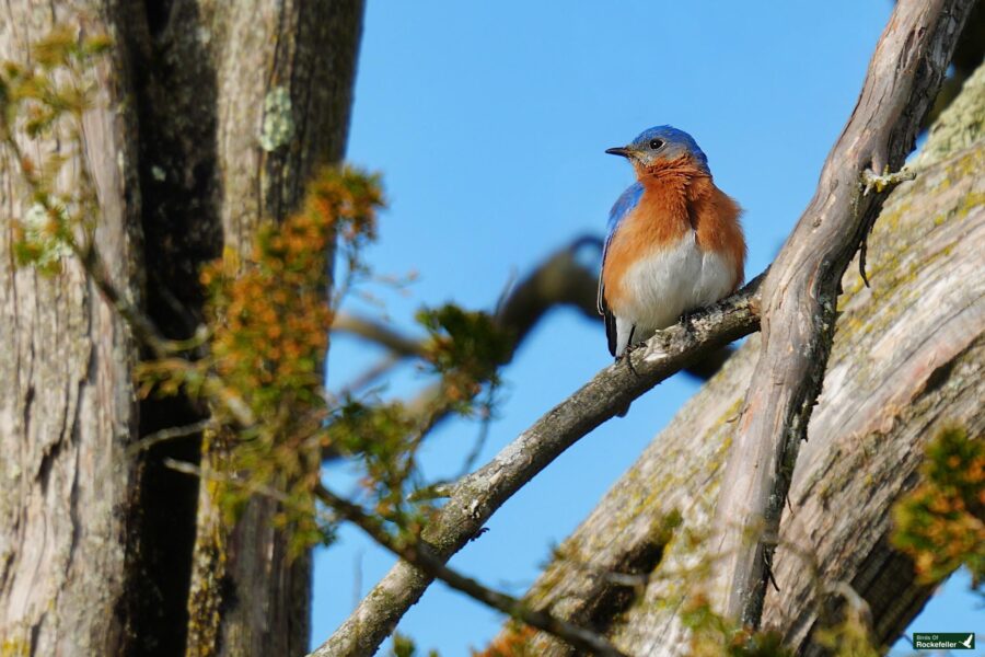 Eastern bluebird perched on a tree branch.