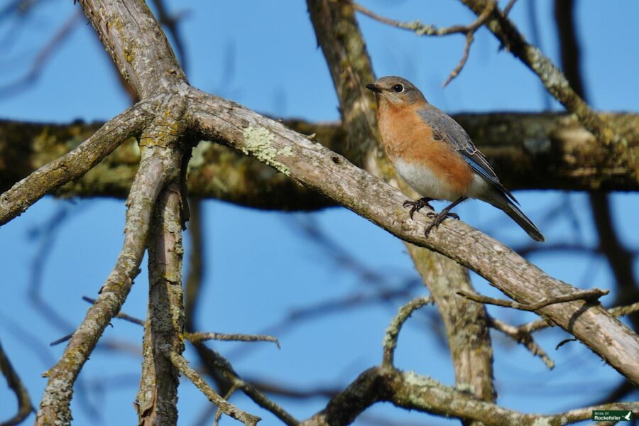 An eastern bluebird perched on a bare tree branch against a clear blue sky.