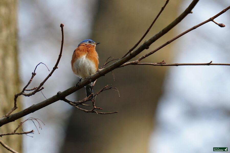 An eastern bluebird perched on a bare tree branch against a blurred natural background.