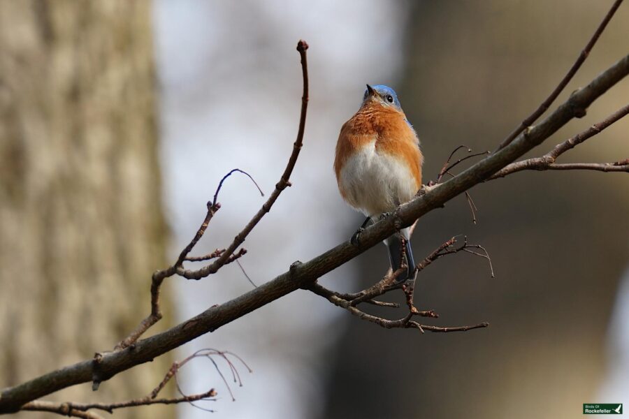 An eastern bluebird perched on a bare tree branch.