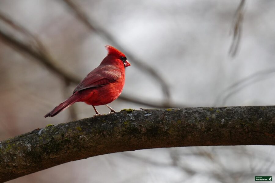 A vibrant red cardinal perched on a tree branch.