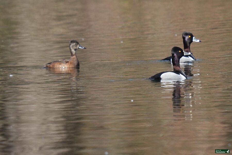 Three ducks swimming in a calm body of water.