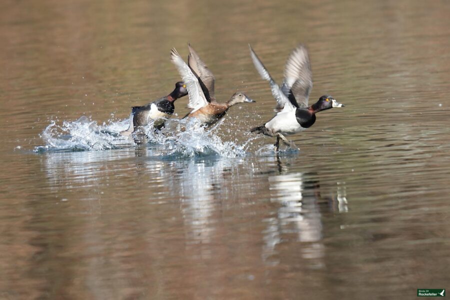 Three ducks taking off from a calm water surface.