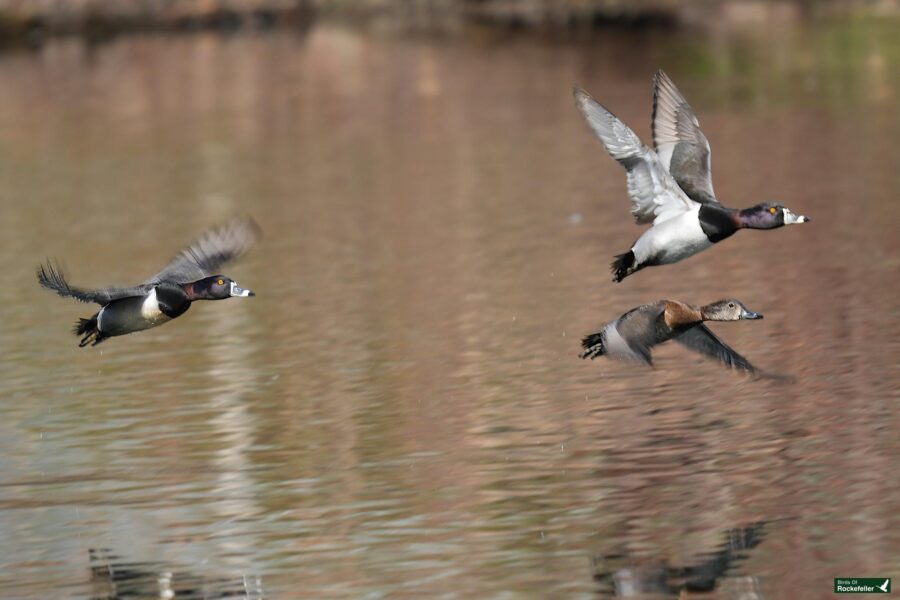 Three ducks in flight over water.