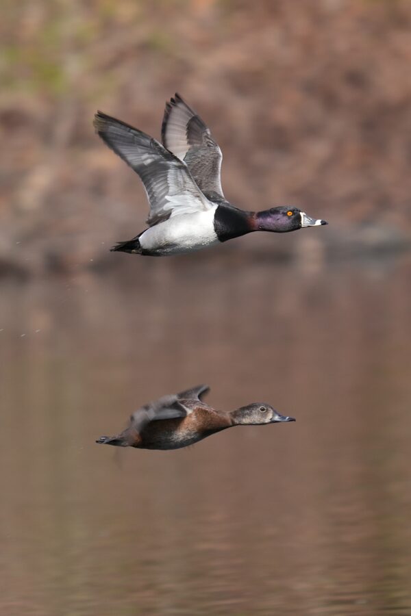 A ring-necked duck in flight over water with its reflection visible on the surface.