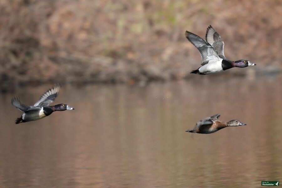 Three ducks in flight over a calm water surface with clear reflections.