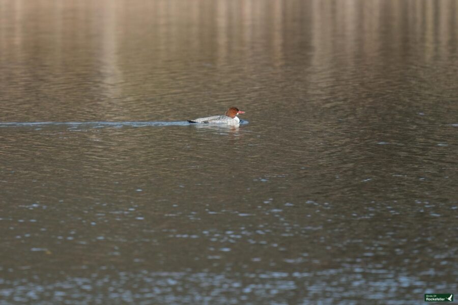 A common merganser swimming in calm waters.