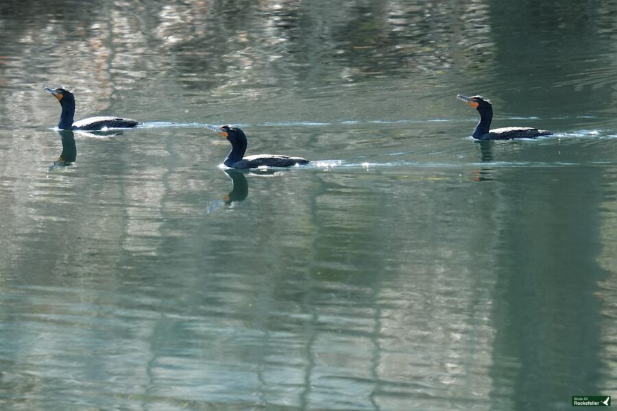 Three cormorants swimming in a line on a calm water surface.