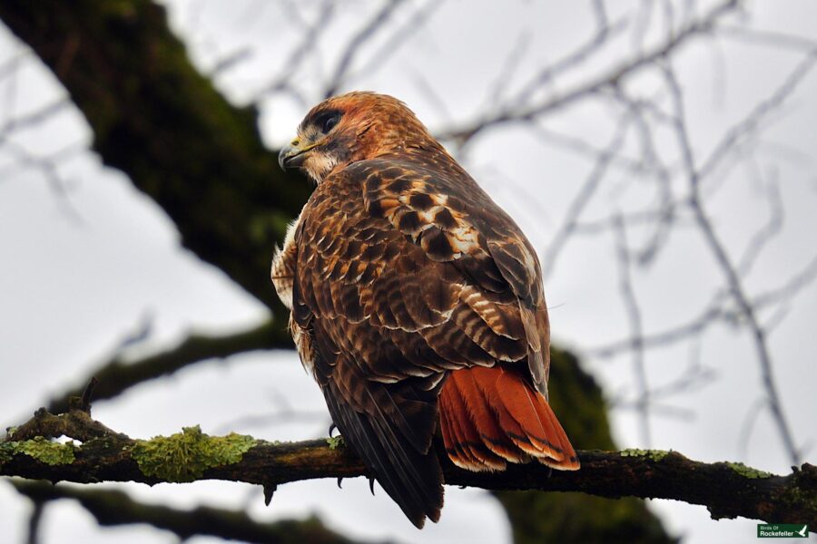 A red-tailed hawk perched on a moss-covered branch against a cloudy sky.