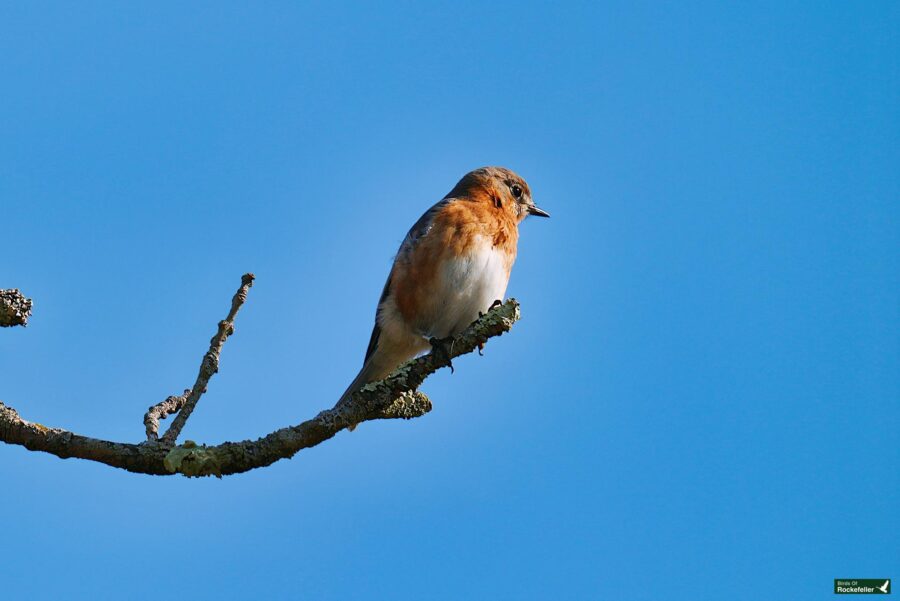 A bird perched on a lichen-covered branch against a clear blue sky.