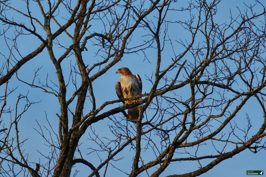 A hawk perched on a bare tree against a clear blue sky.