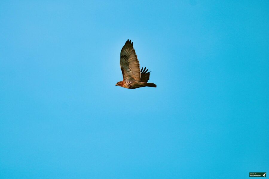 A bird of prey soars against a clear blue sky.