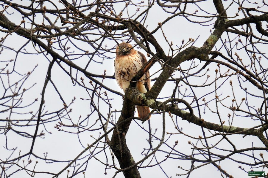 A red-tailed hawk perched on a bare tree branch.
