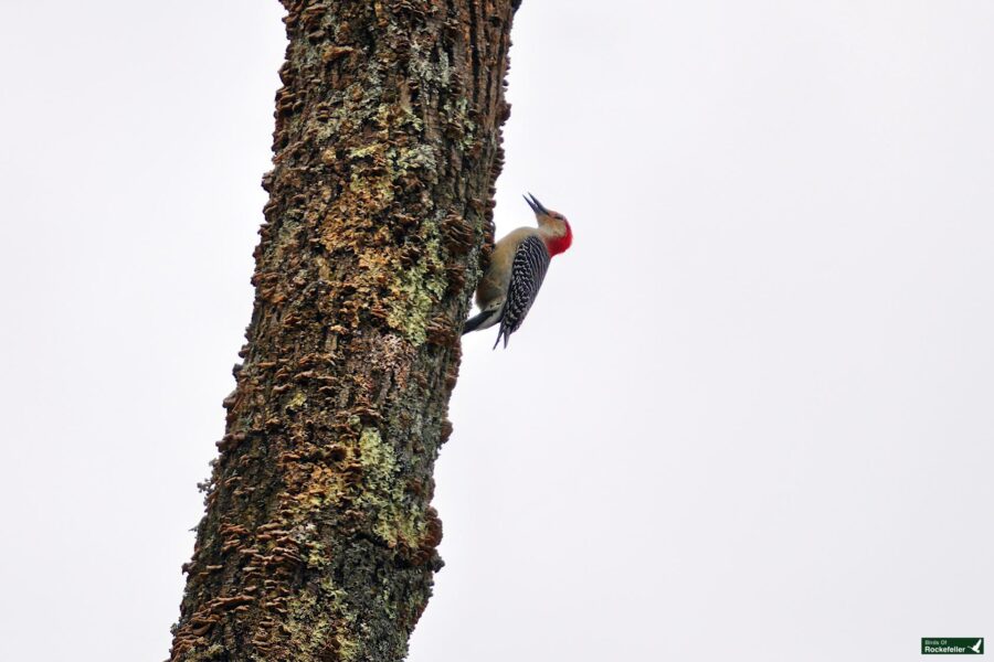 Woodpecker perched on the trunk of a tree.