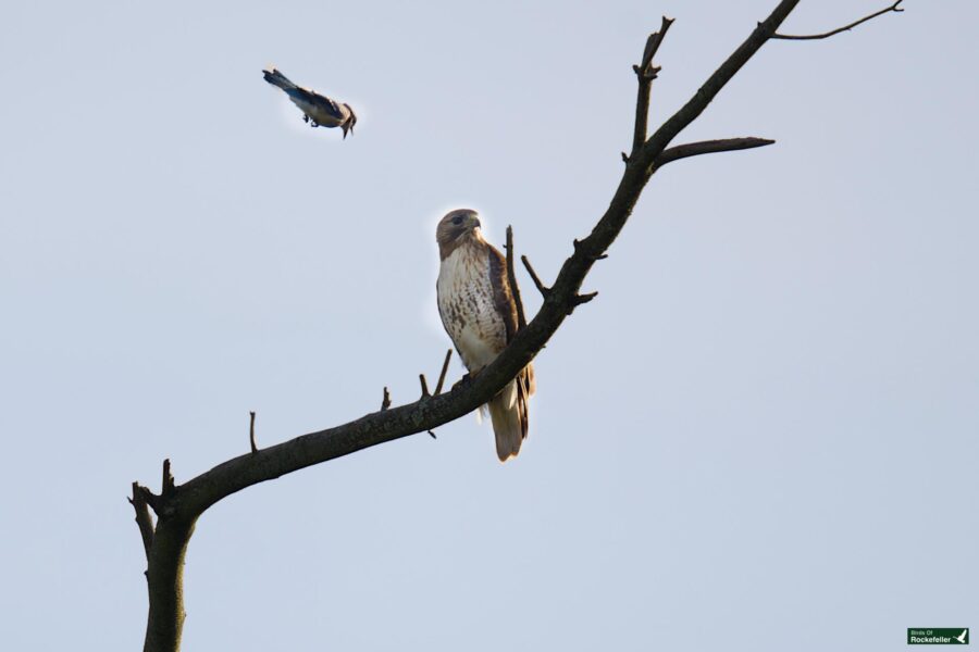 A hawk perched on a bare tree branch observing a small bird flying above against a clear sky.