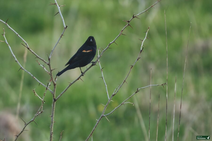 A red-winged blackbird perched on a thorny branch against a blurred green background.