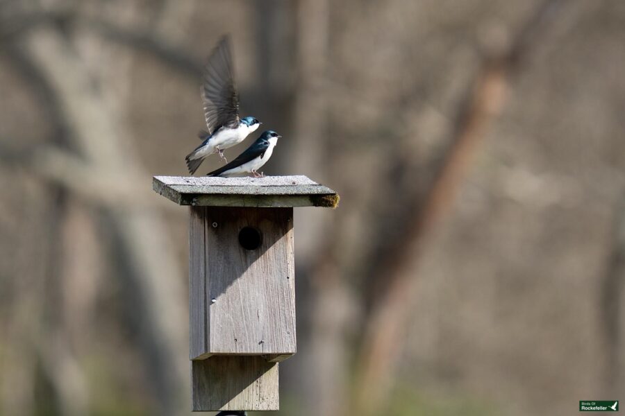 A tree swallow takes flight from the roof of a wooden birdhouse, with blurred trees in the background.