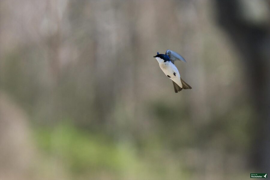 A black-billed magpie in mid-flight against a blurred forest background.