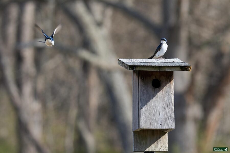 A tree swallow flying towards a nesting box where another swallow is perched, set against a blurred backdrop of trees.