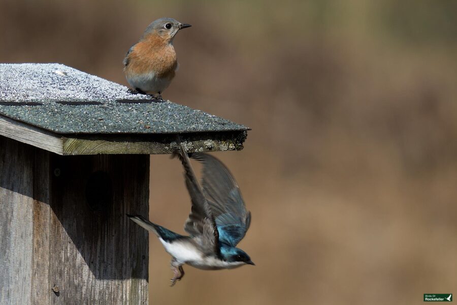 A female eastern bluebird perched on a birdhouse while a male eastern bluebird exits the house in flight, set against a blurred natural background.