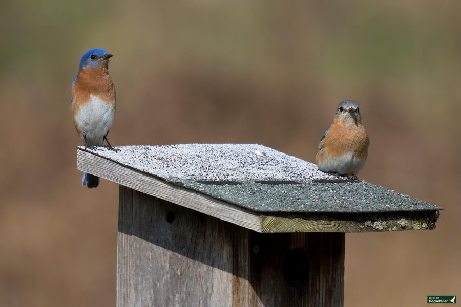 Two eastern bluebirds perched on a wooden birdhouse with a snowy roof, set against a blurred brown background.