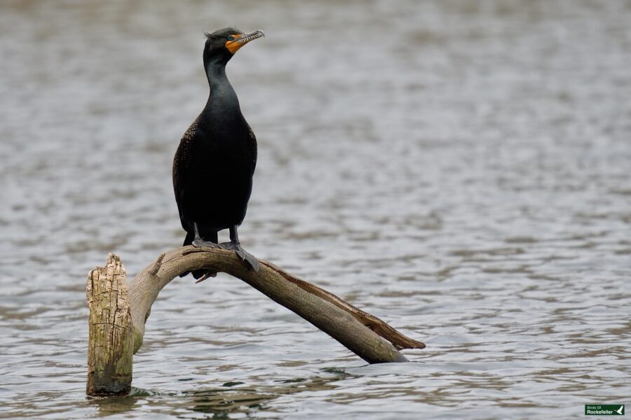 A double-crested cormorant perched on a curved, weathered branch over water.