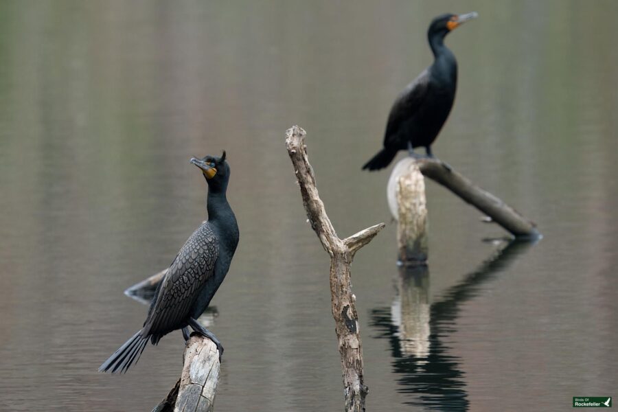 Two cormorants perched on branches over a calm lake, one facing the camera and the other looking away.