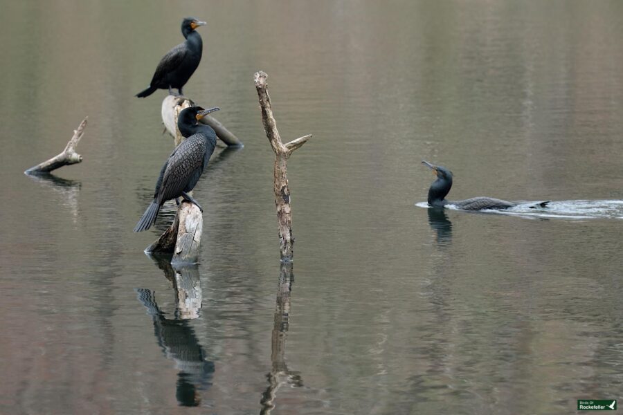 Three cormorants perched on submerged branches in a calm lake, one swimming away, in a serene natural setting.