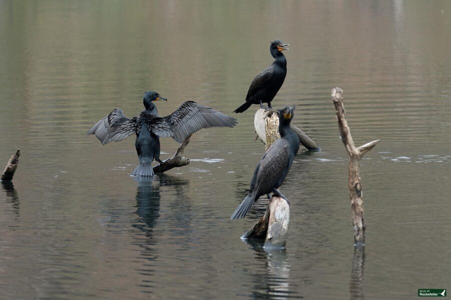 Three cormorants on a calm lake; one perched on a tree stump spreading its wings, two others standing on submerged logs.