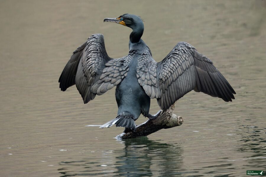 A cormorant standing on a submerged log, wings spread wide, above calm water.