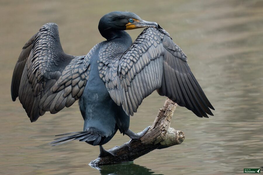 A cormorant bird with expanded wings standing on a branch in water.