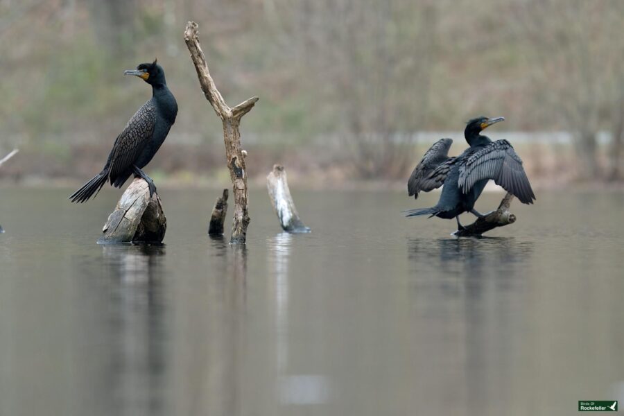 Two cormorants by a lake; one perched on a stump with wings spread, the other sitting on a submerged branch.