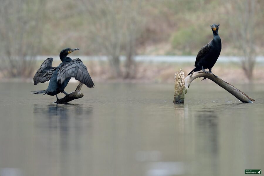 Two cormorants on a log in a calm lake: one spreads its wings to dry, and the other perches observantly.