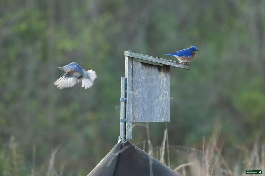 Two bluebirds near a wooden birdhouse; one is perched on the roof while the other is in mid-flight with wings spread.