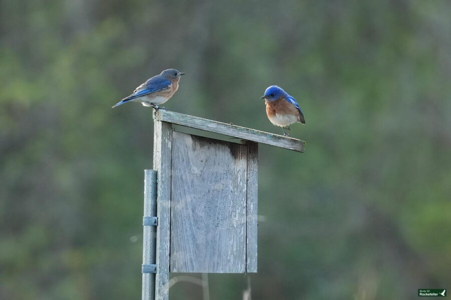 Two bluebirds perched on a wooden birdhouse with a green pole, set against a blurred green background.