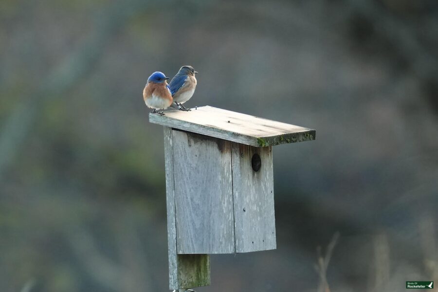 Two bluebirds perched on a wooden birdhouse against a blurred green background.