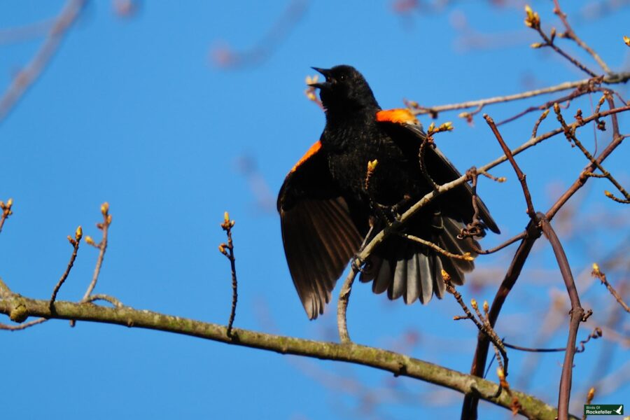 A red-winged blackbird singing on a branch, its wings slightly spread, against a clear blue sky.