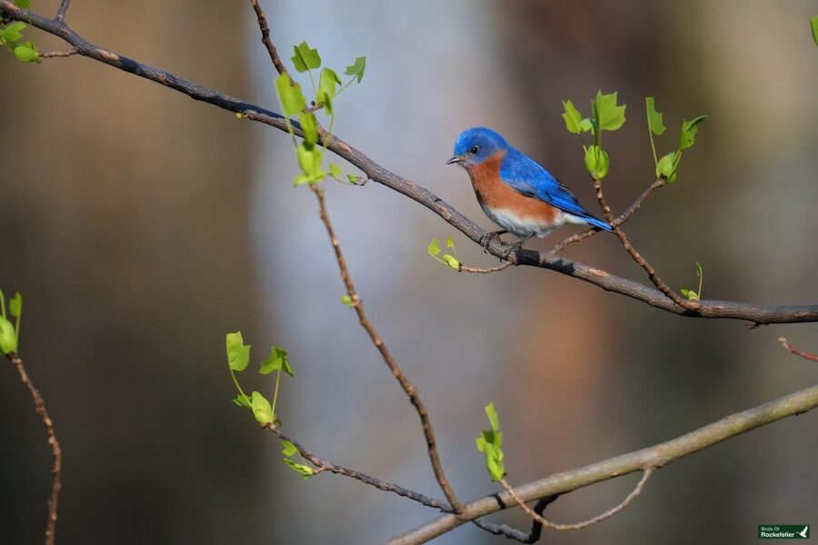 An eastern bluebird perched on a branch with budding green leaves, against a blurred forest background.